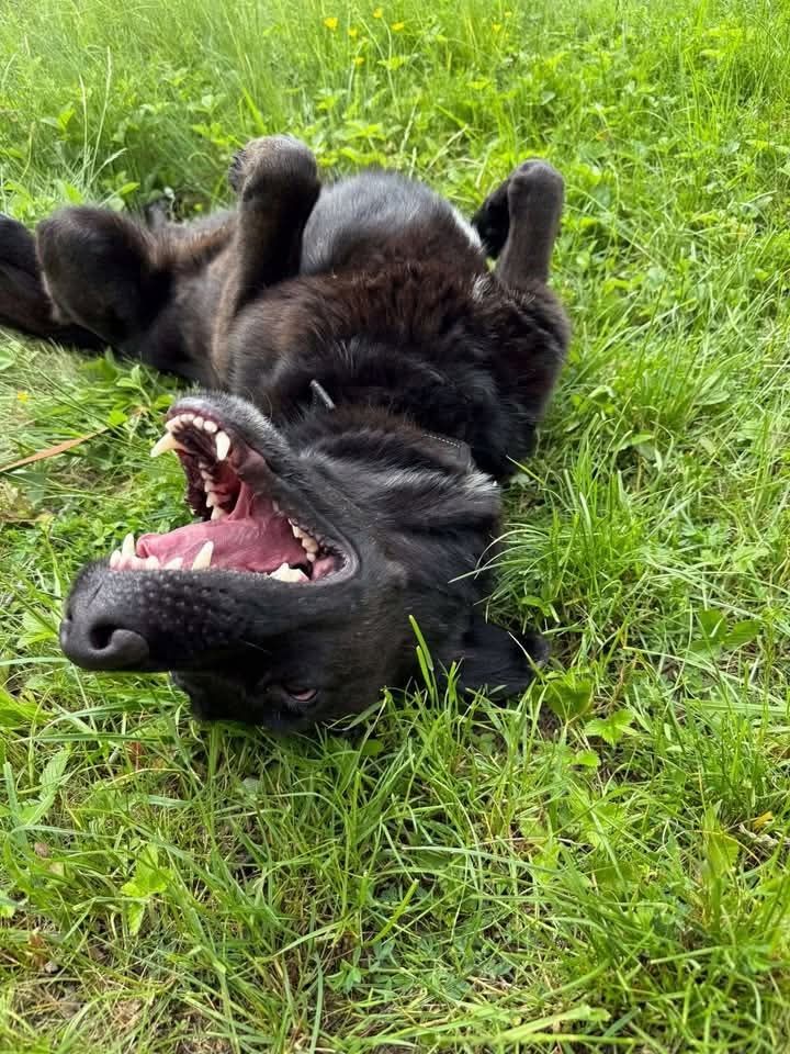 Cudowny Guru w typie labradora szuka domu!