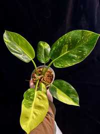 Philodendron green congo var