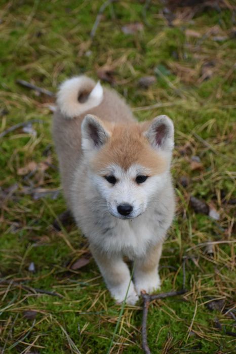 Akita, Akita inu, Akita Japońska - Suczka czerwona FCI/ZKwP