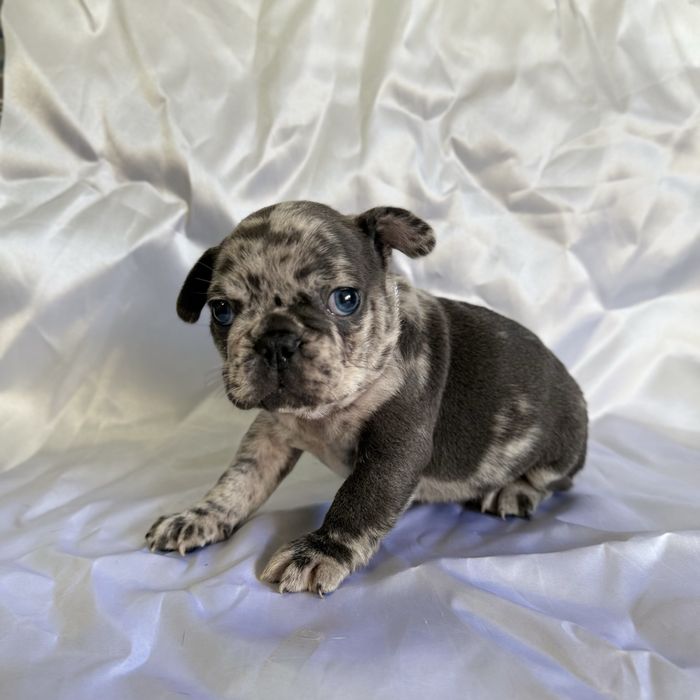 Menino Buldog Frances Blue Merle