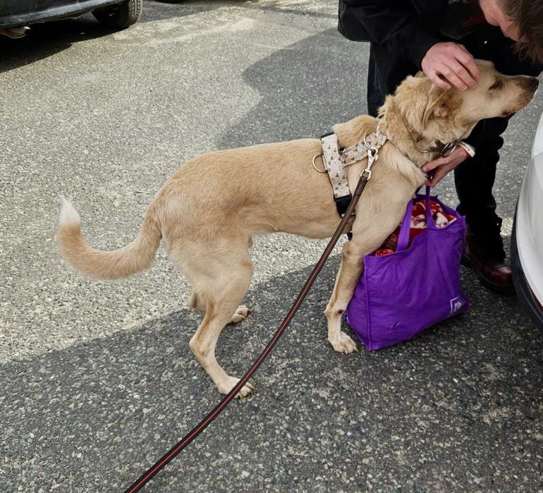 BREGUŚ pies w typie labradora o gołębim sercu szuka domu
