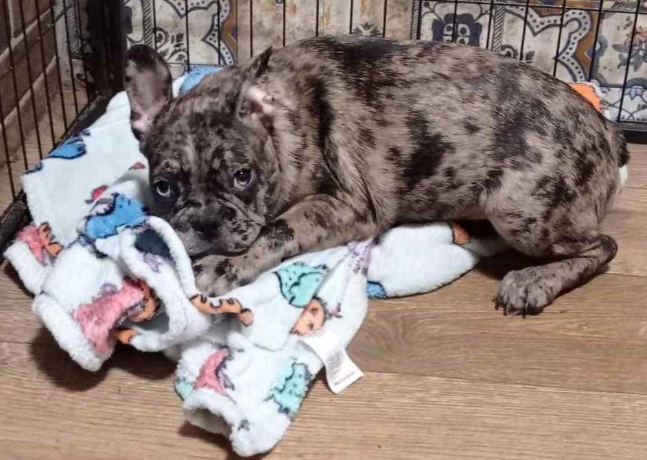 Мальчик. Французский бульдог. Окрас Мерле.