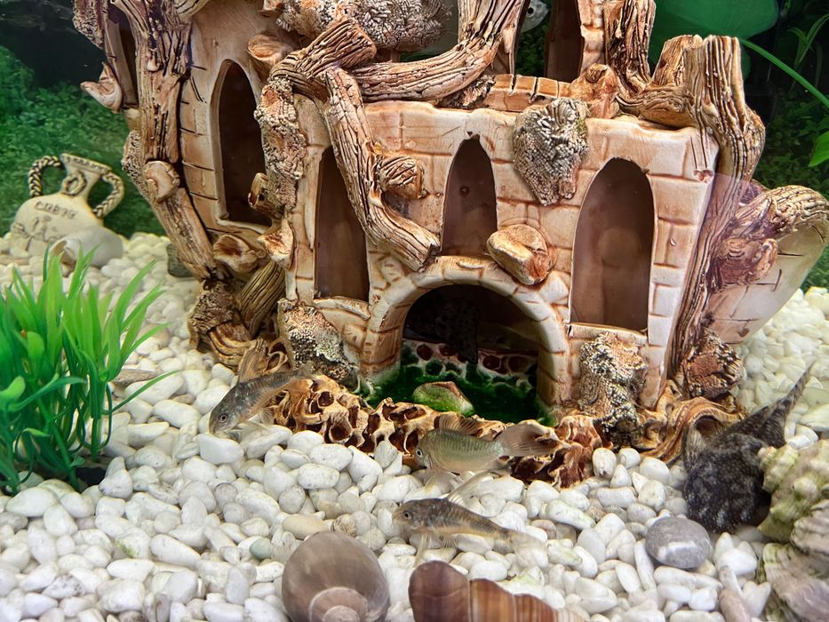 Акваріум природа на 200 літрів