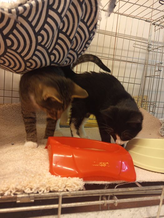 Dwaj bracia szukają domu niewychodzącego