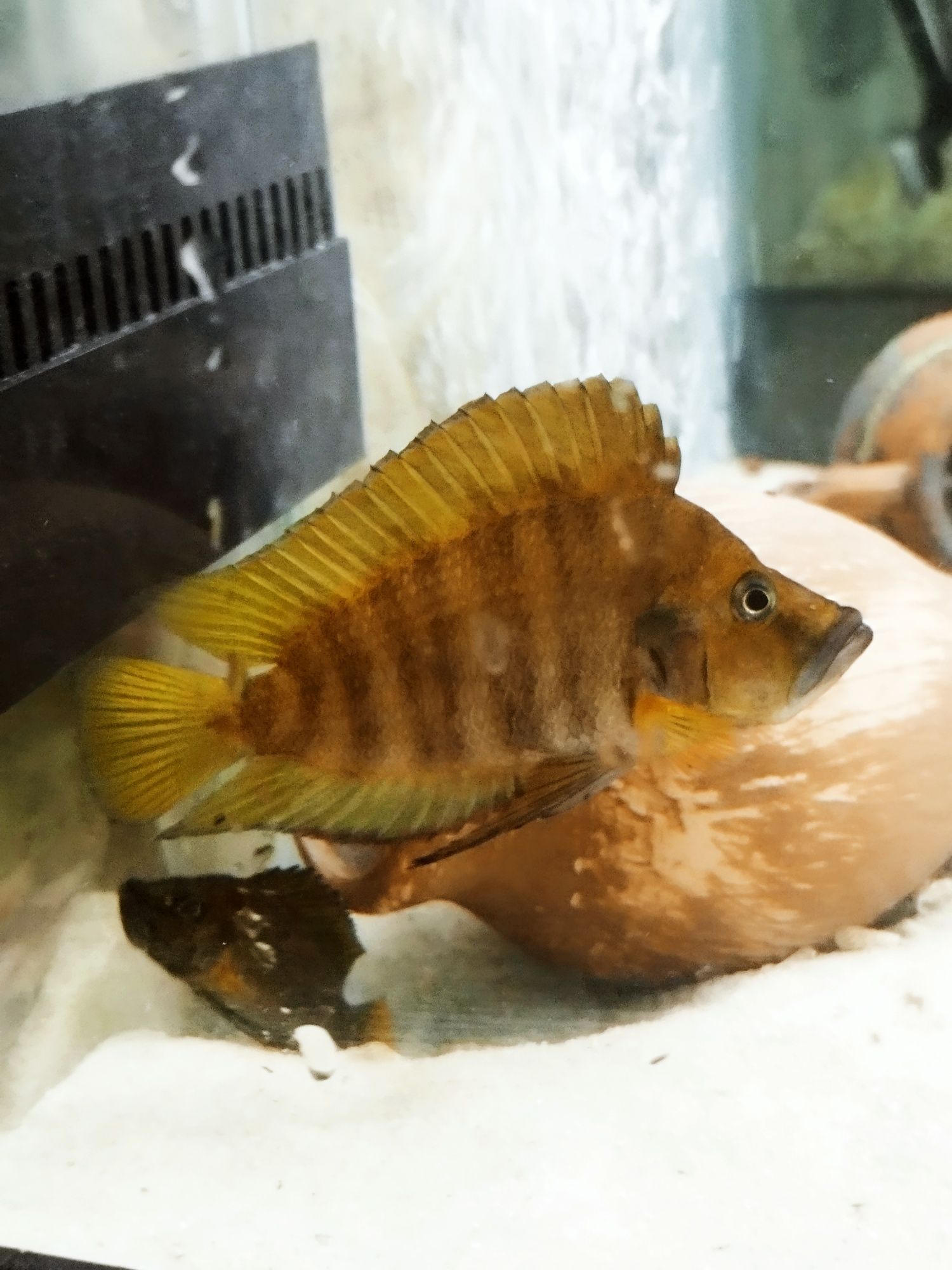Altolamprologus compressiceps fire fin tanganika
