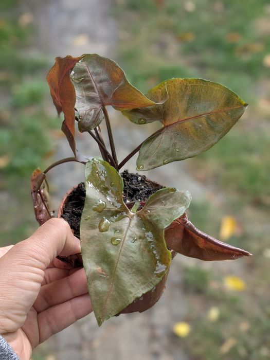 Syngonium kwiat domowy