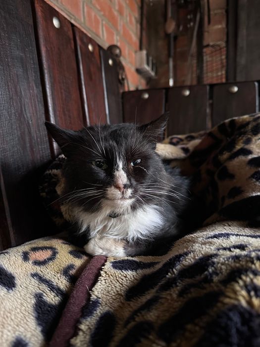 Знайдено кота. Чорний з білим. Вінниця, район Словʼянка