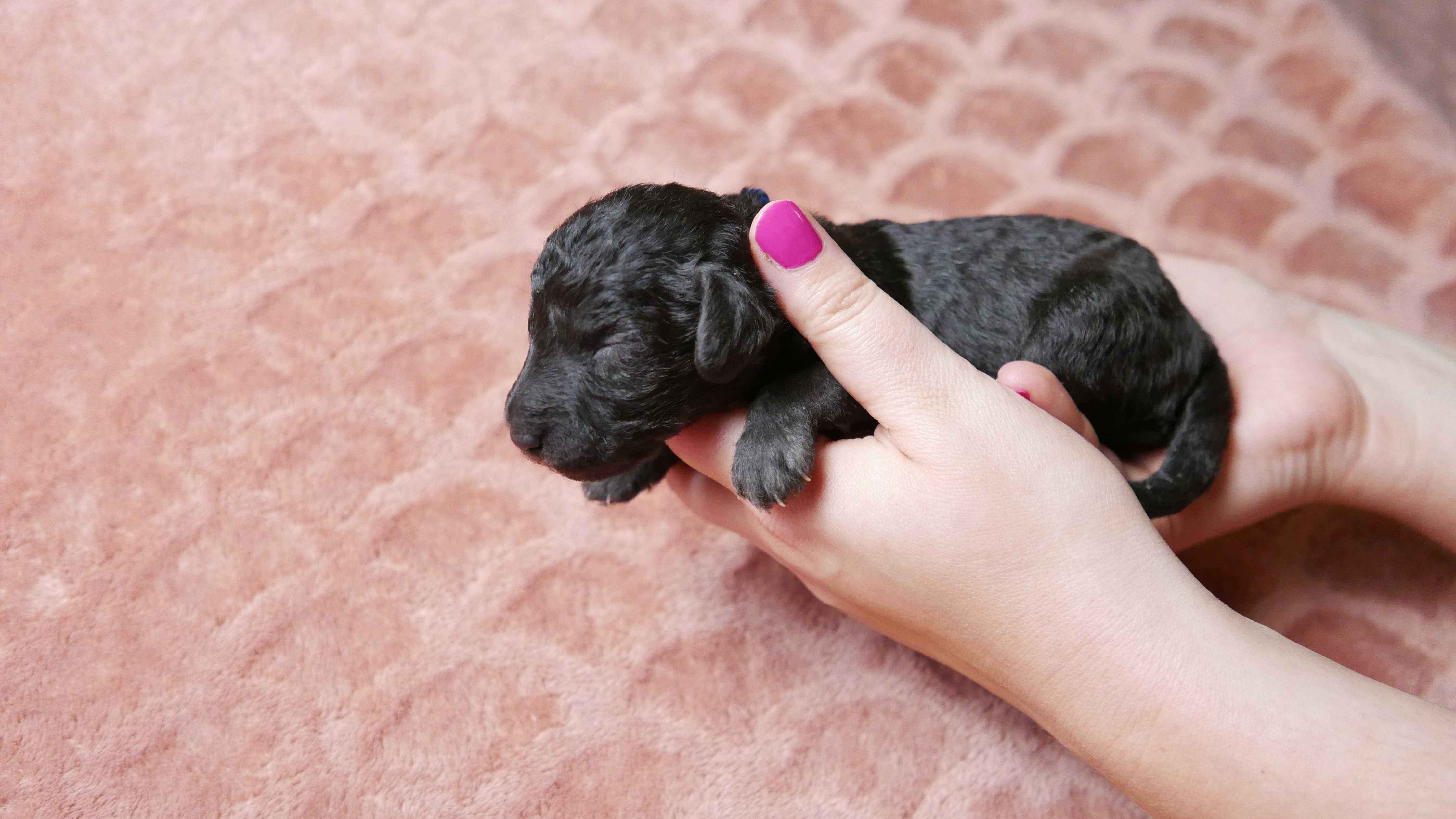 Bedlington Terrier FCI niebieski samiec