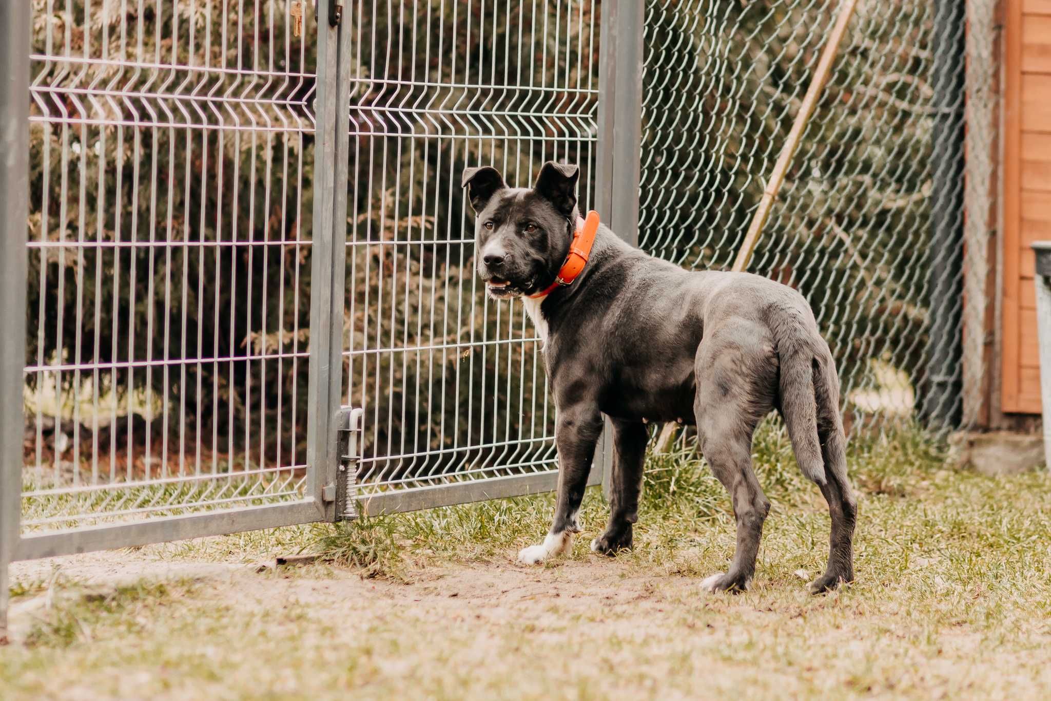 4-letni Amstaff do adopcji