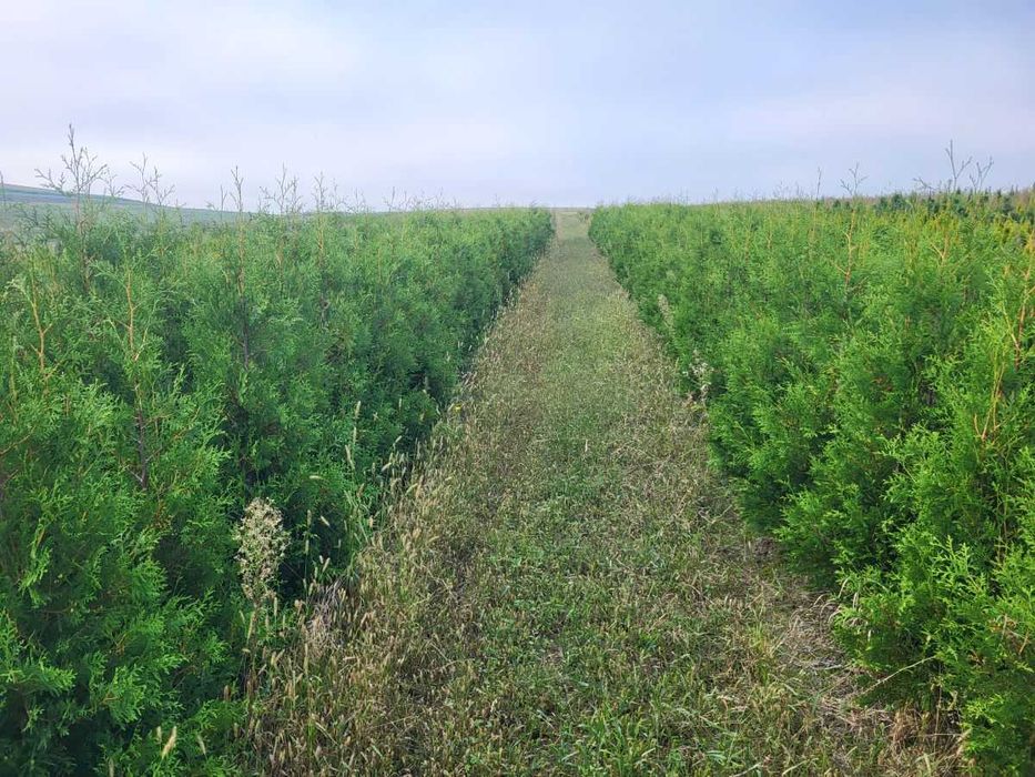 Tuja thuja Brabant 170-180cm ze szkółki transport
