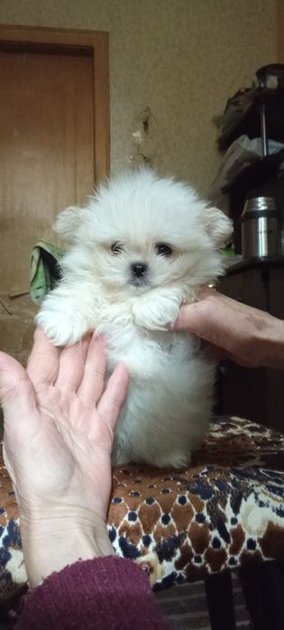 Продам мальтезе - мальтешпиц  мини щенков