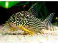 Corydora sterbae super