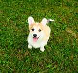 Welsh Corgi Pembroke suczka rudo- biała długi ogonek CYTRYNKA