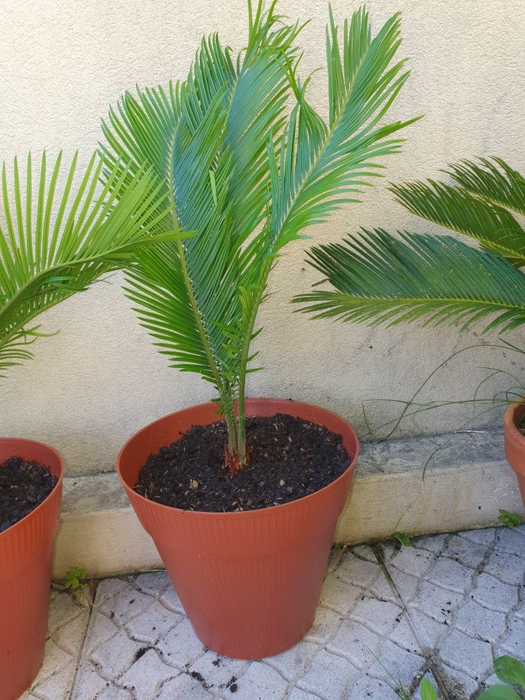Palmeiras Cycas Revoluta