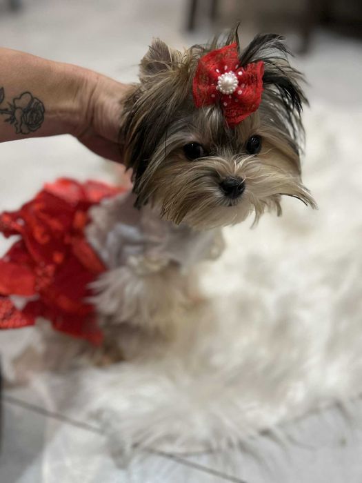 Biewer yorkshire terrier miniaturka suczka 1.50 kg paszport Majeczka