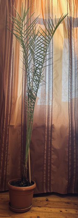 Височезна пальма фінікова 220см