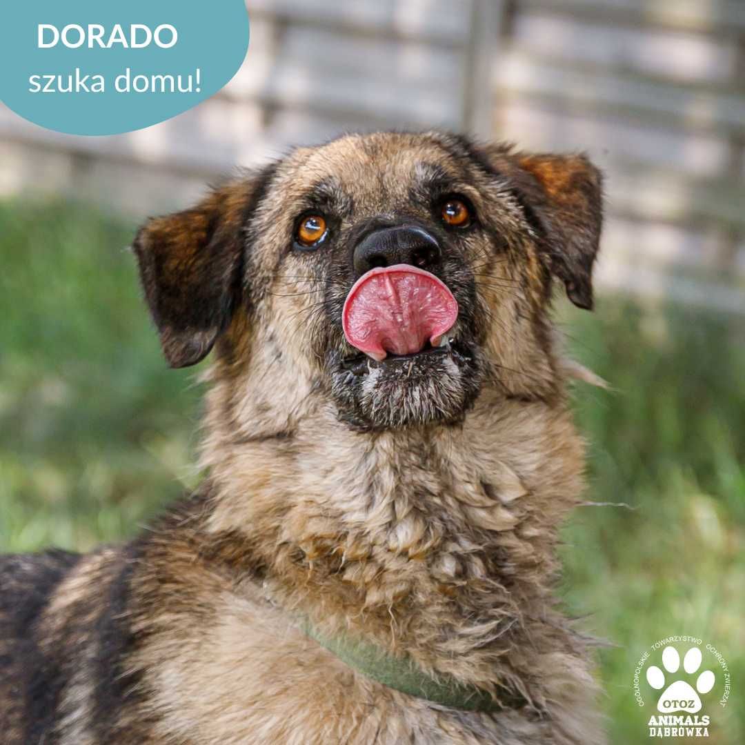 Dorado szuka aktywnej rodziny!