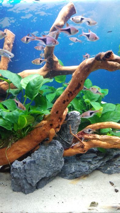 Rozbora Klinowa rybka