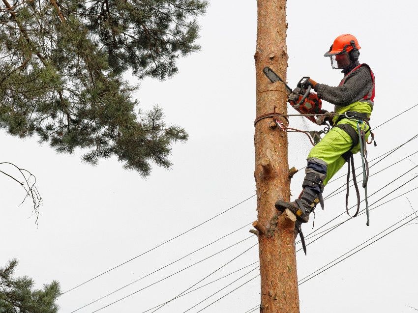 Wycinka drzew wysokościowa  pielegnacja
