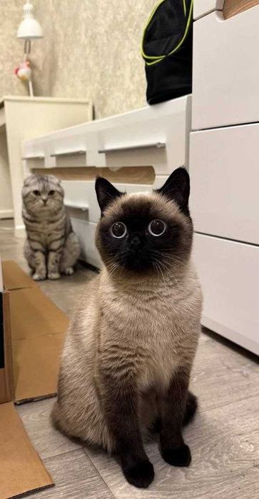 Шотландські кошенята скоттіш фолд, срібний таббі.