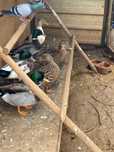 Vendo um casal de patos bravos