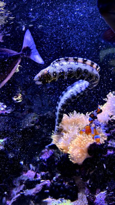 Murena Snowflake Echidna Nebulosa