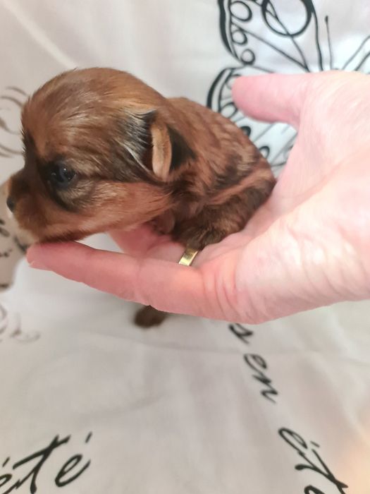 Suczka yorkshire terrier Golddust do rezerwacji