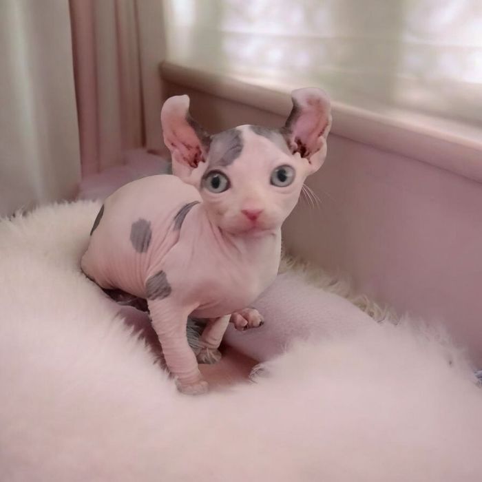 Клубный Канадсский Сфинкс  Эльф