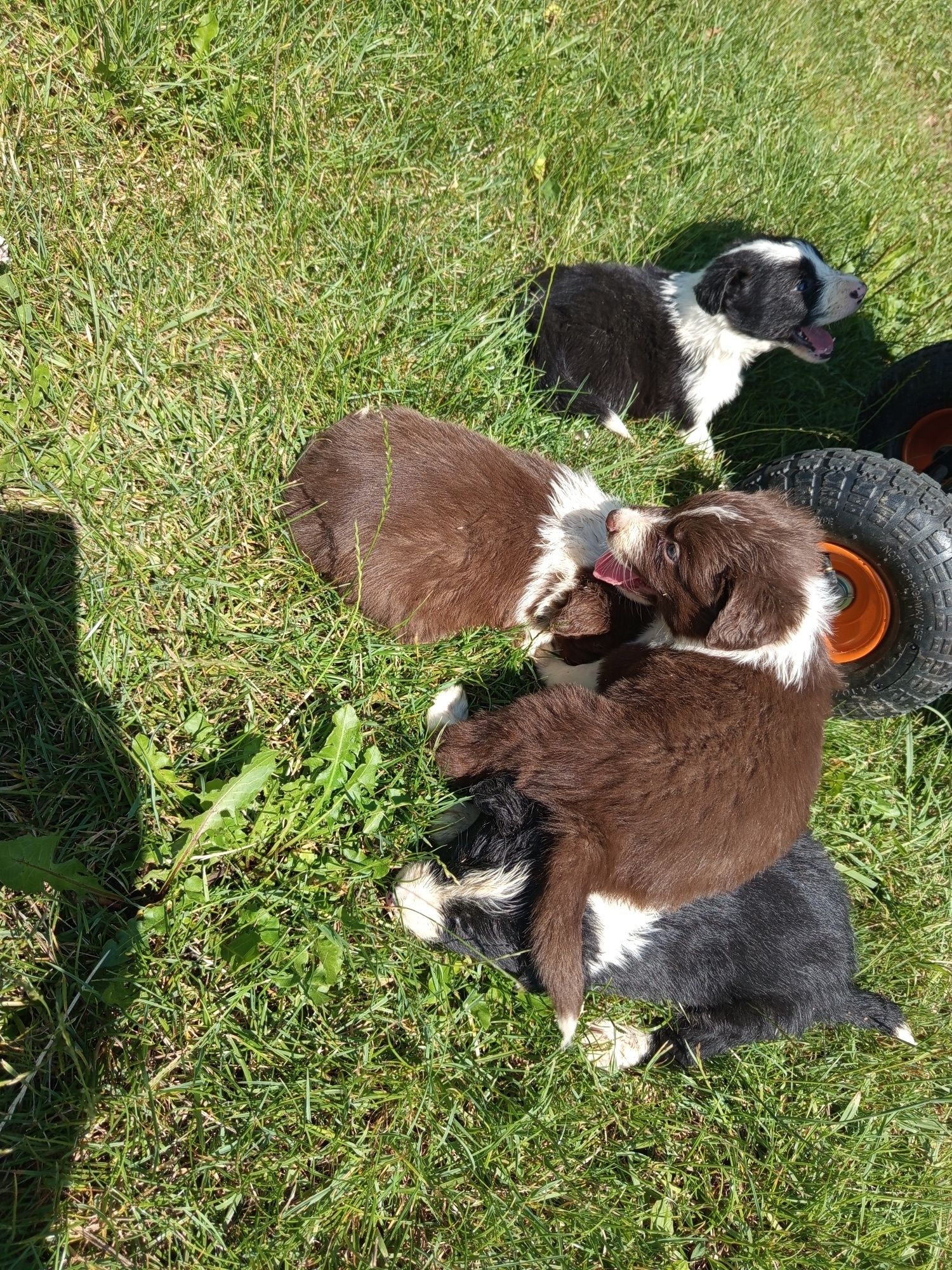 Piesek Border Collie
