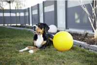 PIŁKA KERBL PET Interaktywna do Zabawy dla Psa Żółta 30cm Zabawka PIES