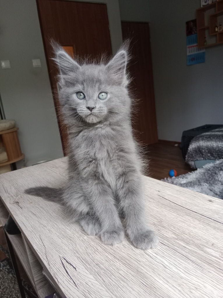 Kotka Bajka Maine Coon