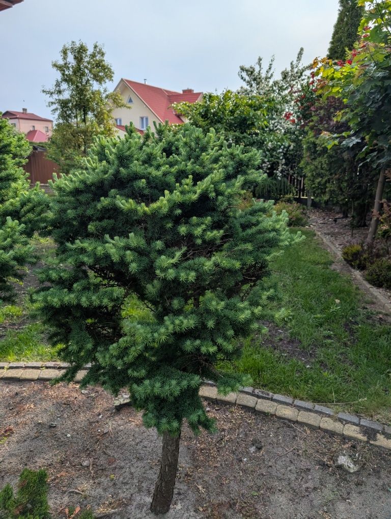 Modrzew na pniu z ogrodu