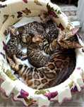 Kocurek bengalski z rodowodem