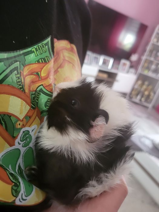 Świnka morska,  samiczka