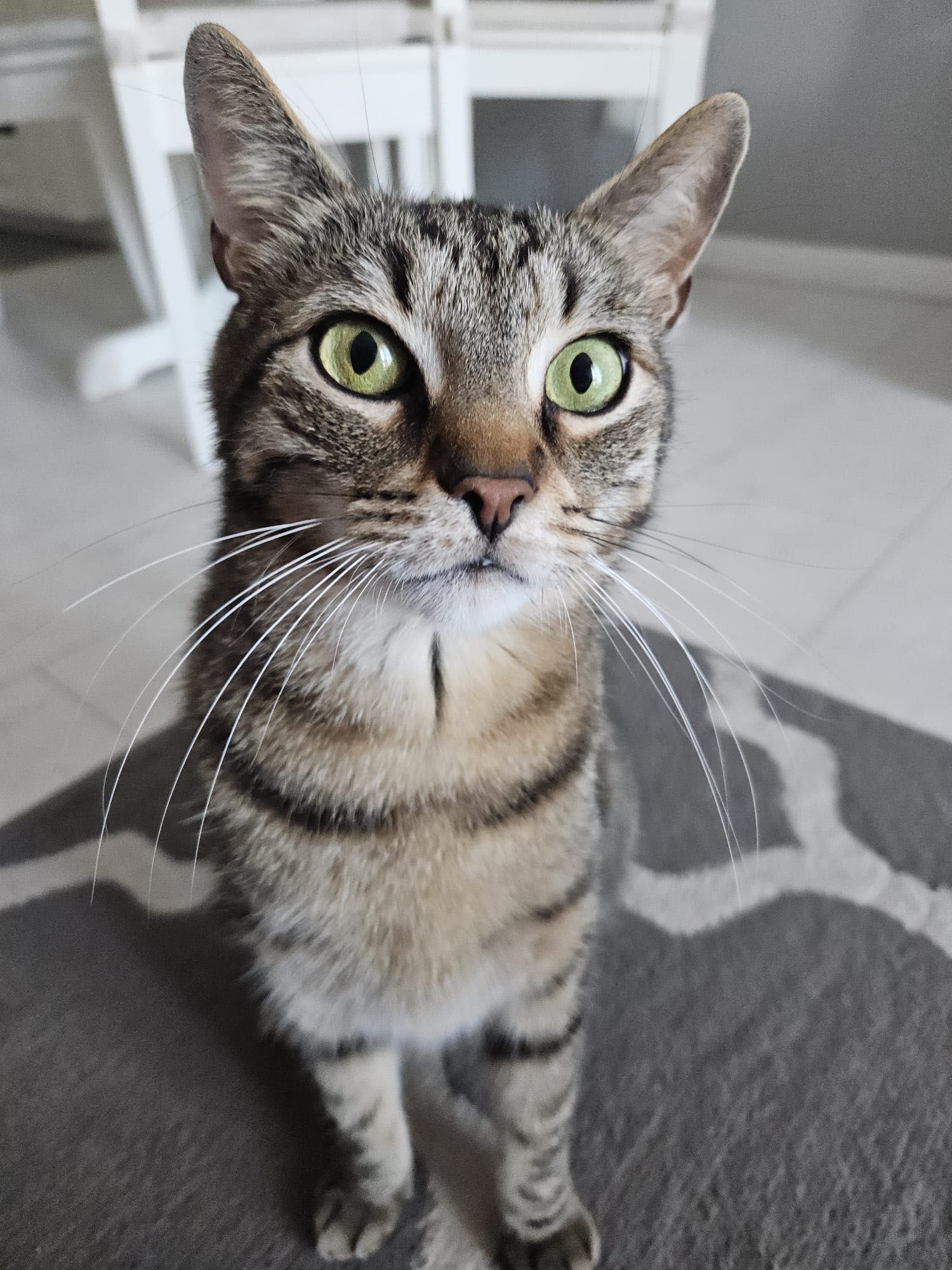 Dwa koty do adopcji, Aramis i Portos