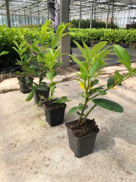 Laurowisnia Novita Caucasica 30-40cm Doniczka