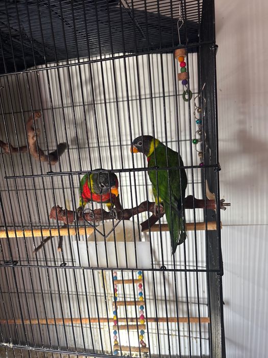 Passaros lóris ! Criados á mão teem cerca de 4 meses