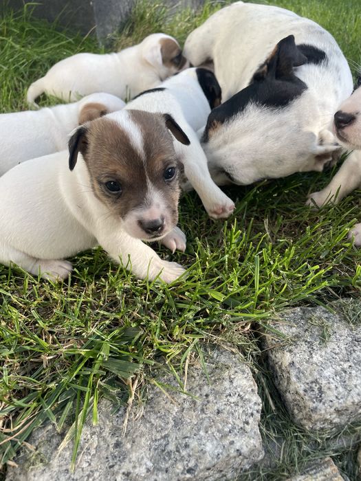 Mały Reksio Jack Russell Terrier