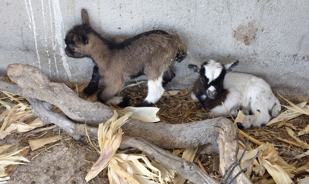 Cabrito micro anão castanho