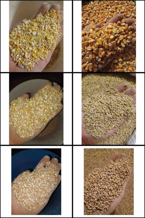 Zboże gniecione lub śrutowane - pszenica, jęczmień, pszenżyto, owies.