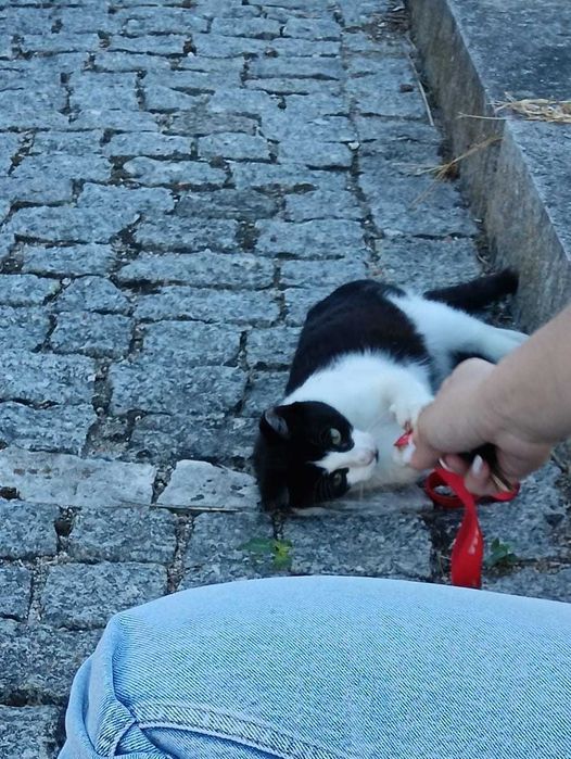 Gatinha para Adoção