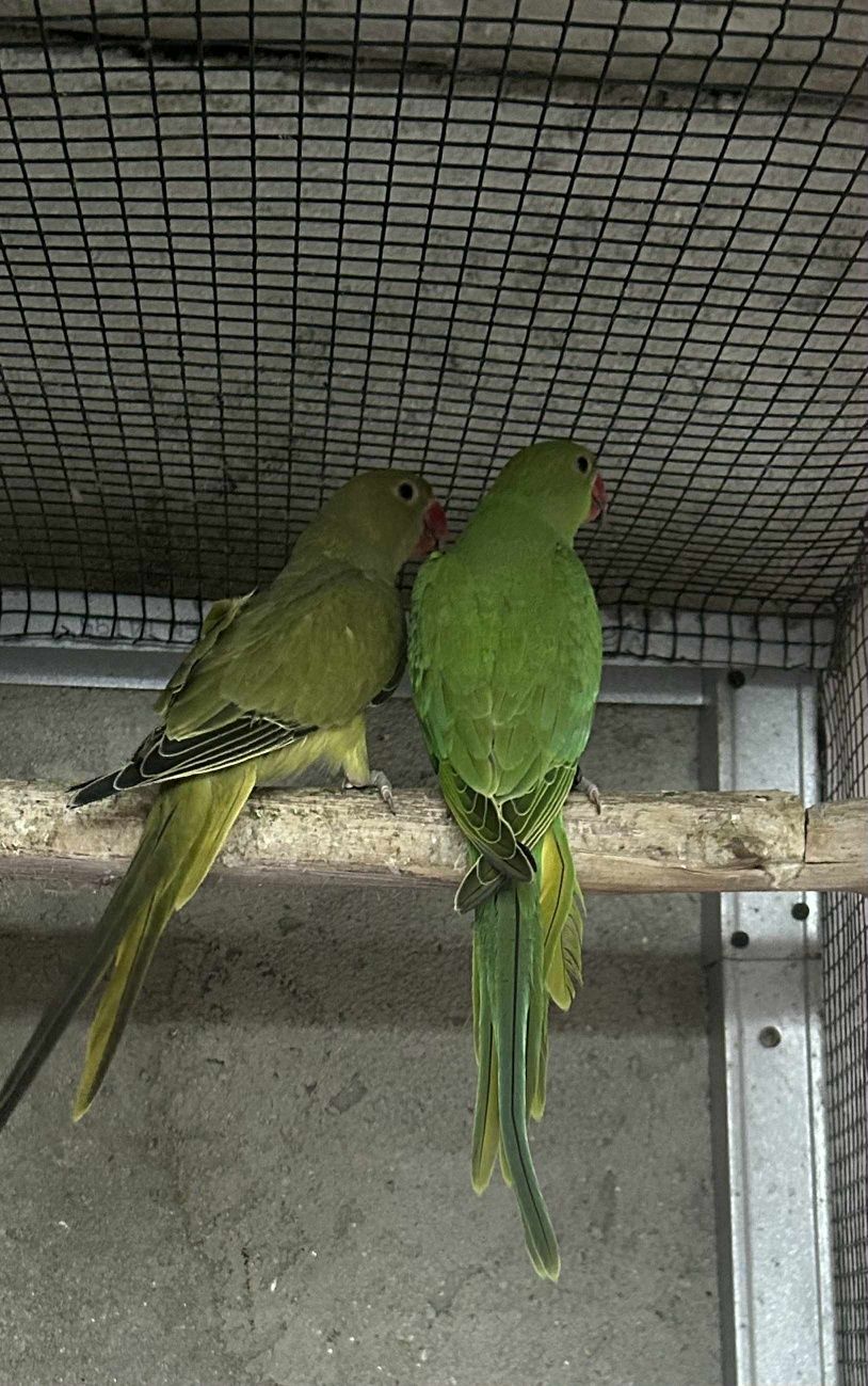 Vendo Ring necks
