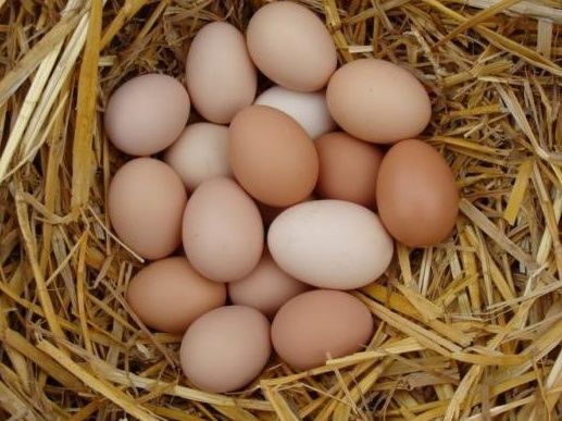 Świeże jajeczka wiejskie