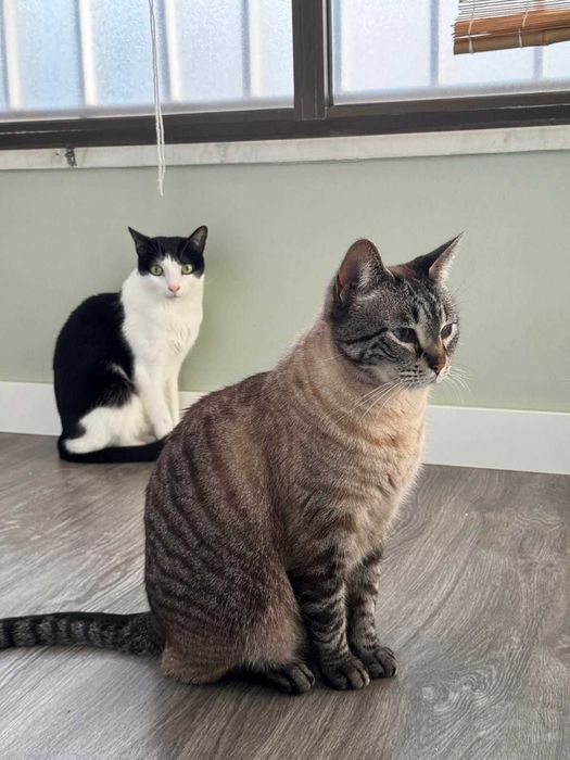 Gato para adoção consciente