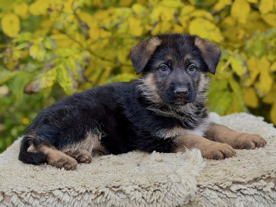 Цуценята німецькоі вівчарки документи KCУ