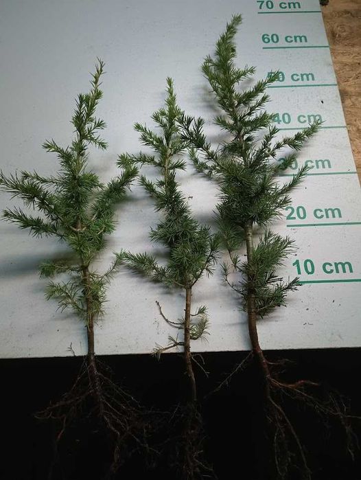 Cedr libański 45 cm 65 cm. Szkółkowany 3 Lata