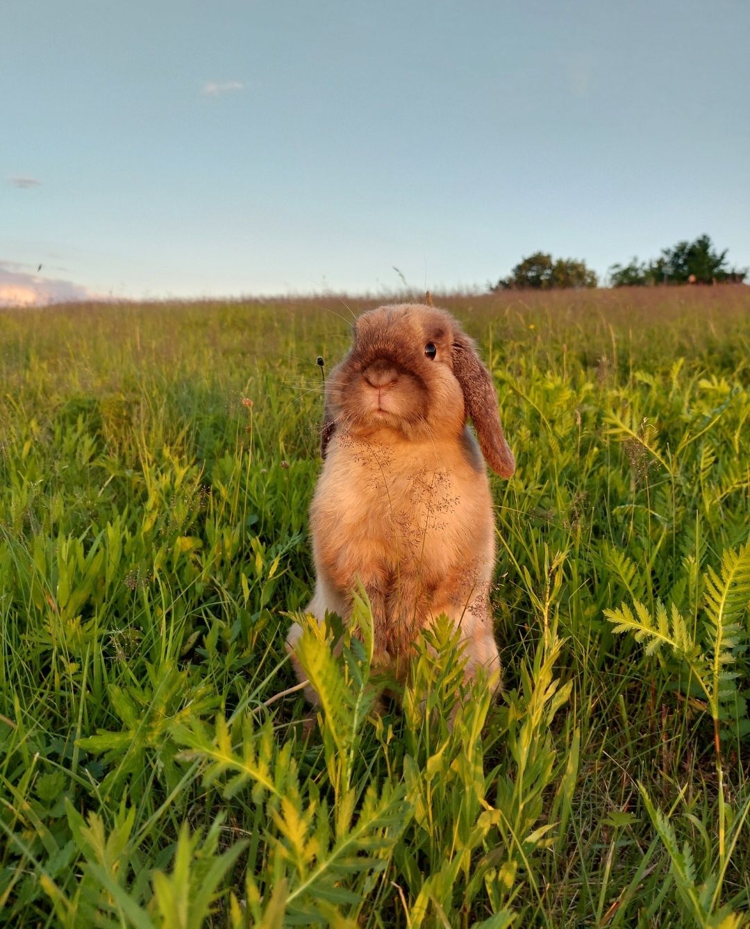 Królik Baranek Miniaturka MINI LOP