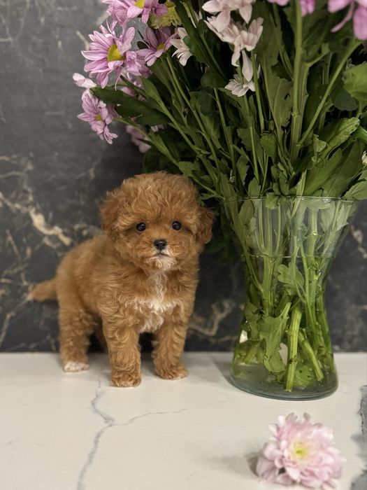 Красуня міні мальтіпу ф1. Ми в Луцьку.