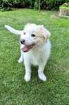 Border collie piesek ee red Tobi gotowy do odbioru