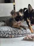 Piesek chihuahua
